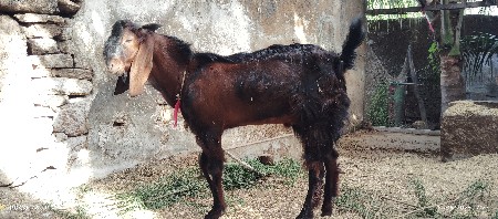 એક પાડી એક બકરો  એક પાઠ વેચવાની છે