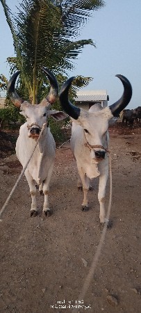 ગોઢલા