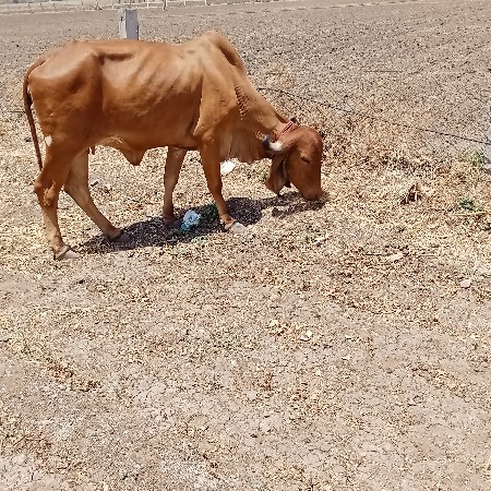 ઓડકીગાભણ