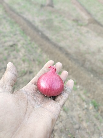 લાલ ઘાવરિયું ડુંગળી નું બિયારણ