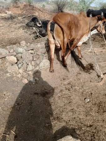 એનીમામા 11 11 લીટર દૂધ હતું