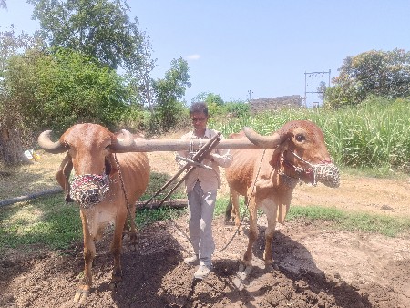 બળદ
