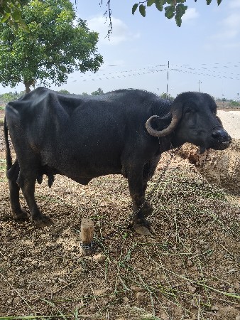 ભેંસ વેચવાની છે