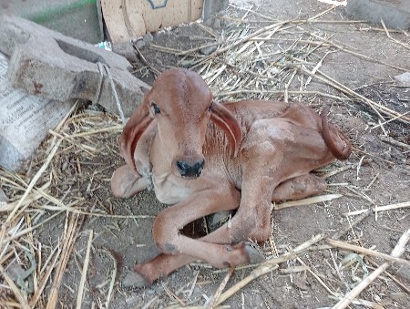 ગાય વેચવાની છે