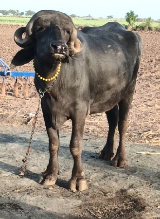 ખળેલી વેચવાની છે