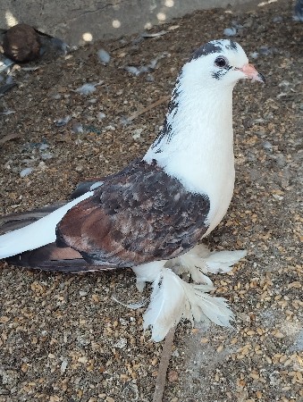 માંદી વેચવા ની છે