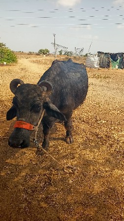 બની ભેંશ વેસવાની છે