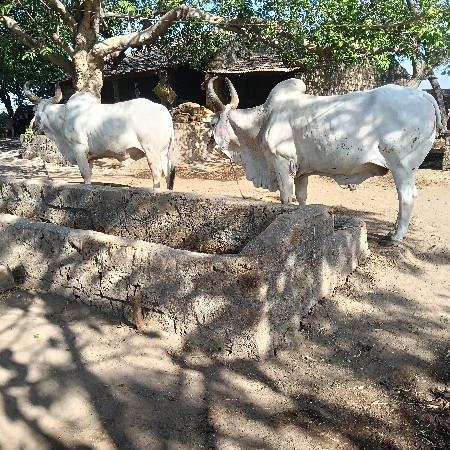 ગોઢલા વેચવાના છે બીજી ઘરજુત છે