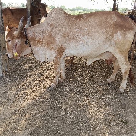 ગાય વેચવાની છે.