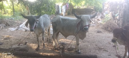 4 .6 દાંતે સે