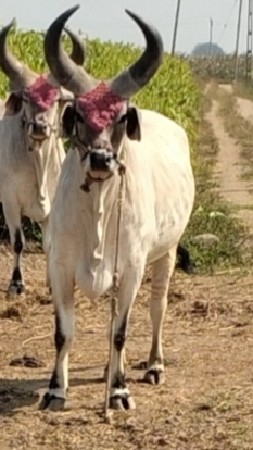 આ ગોઢલો વેચવાનો છે