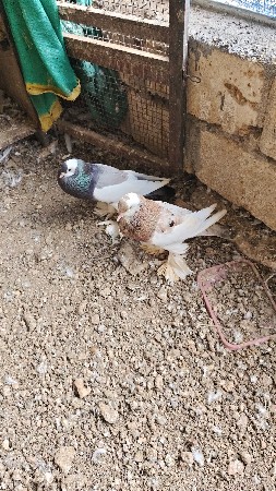 ફાવટર નો જોટો વેચવાનો છે