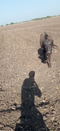 પાડી વેચવાની છે