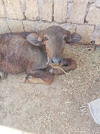 પાડો છે સાટા કરવાના છે