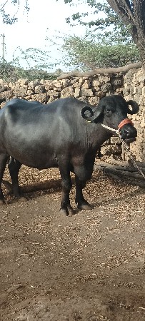 ભેંસ