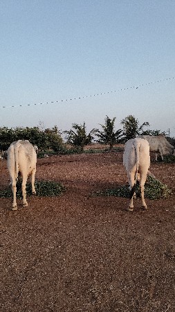 ગોધલા વેચવાના છે