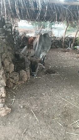 વેચવાનું છે