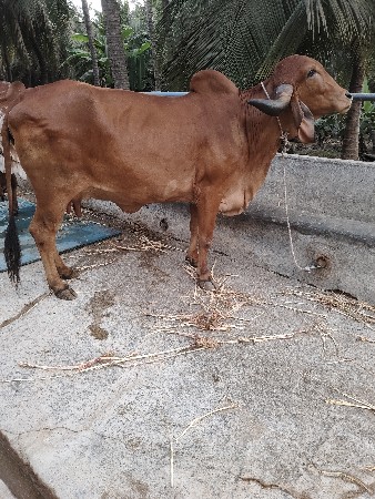 gir gay 3 vetar gabhan  9 mahina