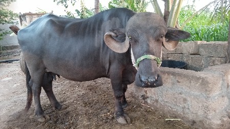 વેચવાની છે