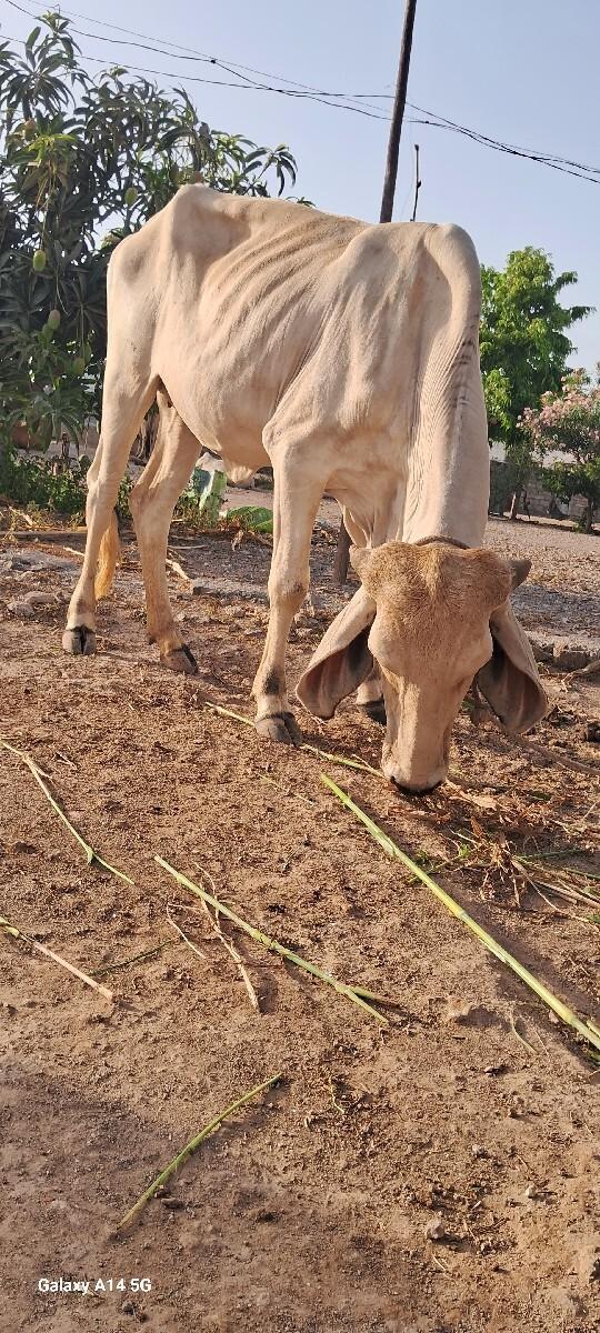 વાછડી દેવાની છે