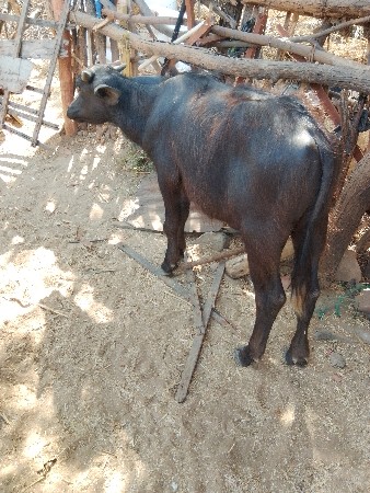 પાડો વેચવાનો છે