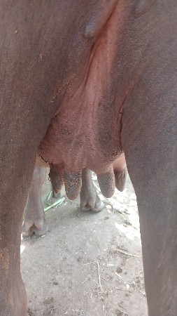ખદેલી વેચવાની છે