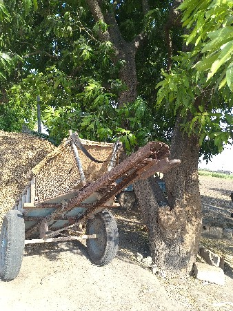 ગાડુ