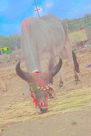 સાવ સોજો બેય બાજી હાલે