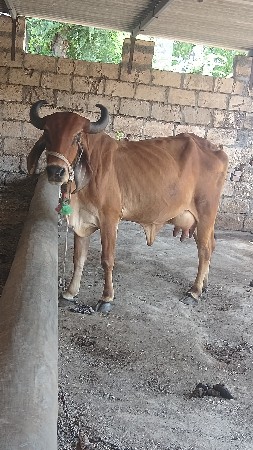 બીજું વેતર ગા વેચવાની છે