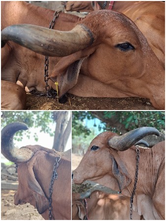 ગીર ગાય વેચવાની છે.