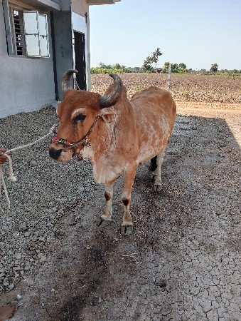 આવો બળદ લેવાનો છે