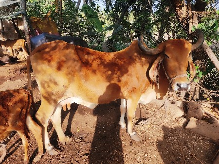 ગાય વાછરડી