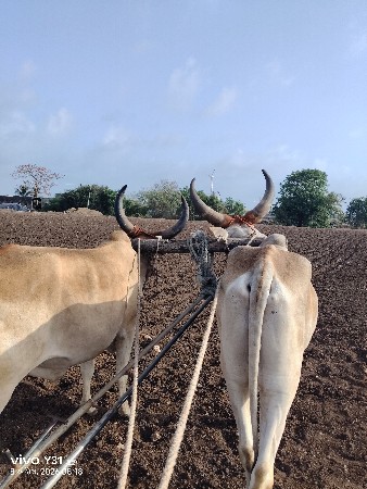 વેચવાના છે