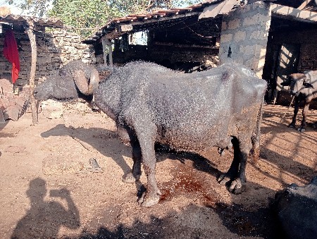 10 થી 15 દિવસની કાચી છે