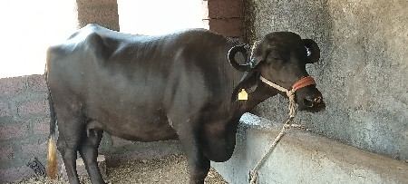 ભેંસ વેચવાની છે