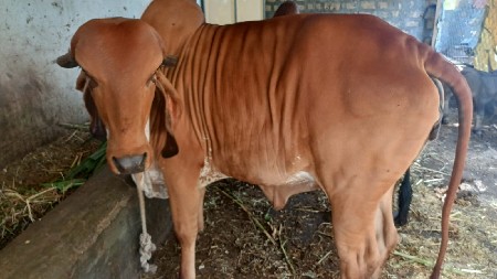 વાછડી વેચવાની છે.