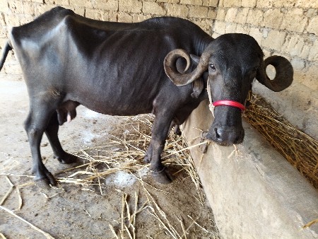 6લિટર દૂધ બાર દિવસની