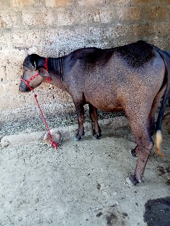 જાફરાબાદી પાડી