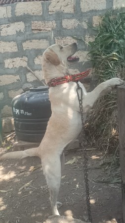 કૂતરી વેચવાની સે