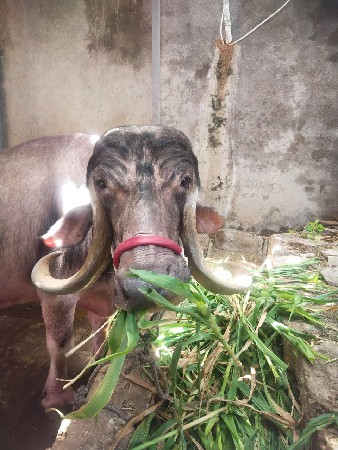 ભેંસ વેચવાની છે
