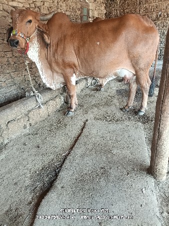 ગીર વાસળી વેચવાની છે