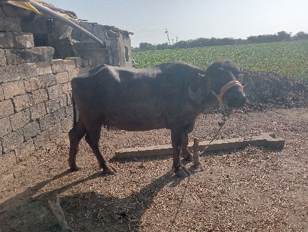 1 લું વેતર 
9 મહીના ગાભણી