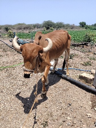 જામખંભાળિયા