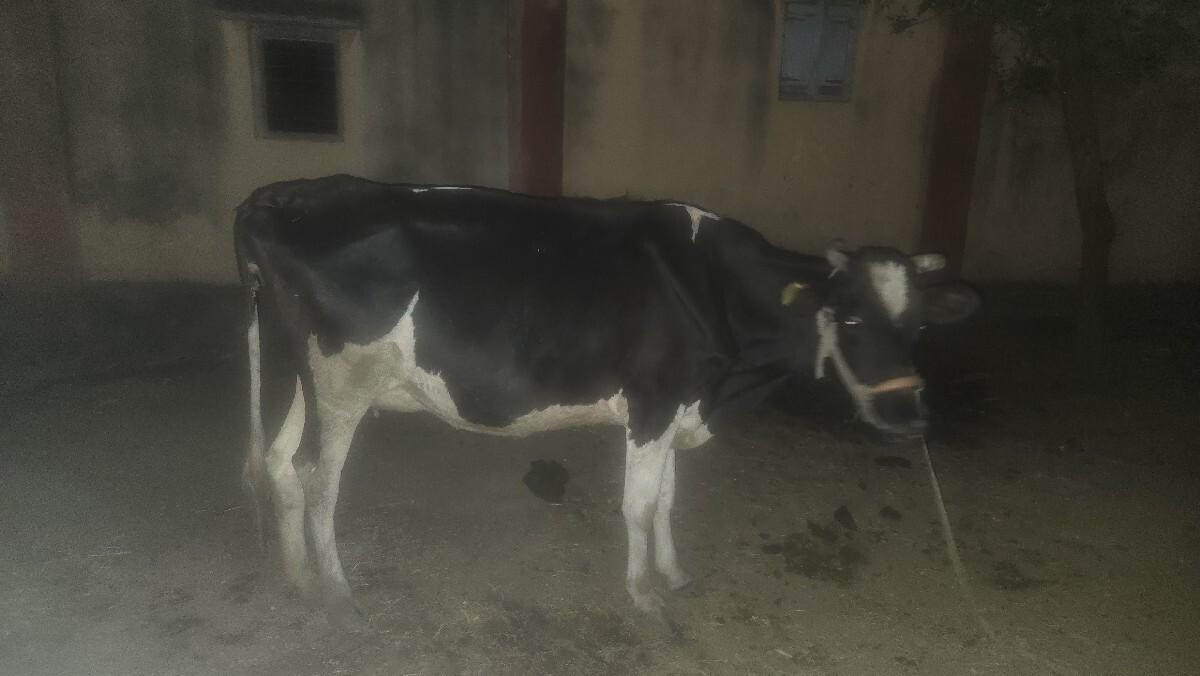 2 cows are available for sale