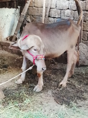 3 varsa ni padhi burhi