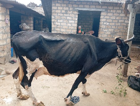 એસ એફ ગાય દોઢ મહિના ની તાજી છે