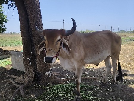 બળદ વેચવાના છે