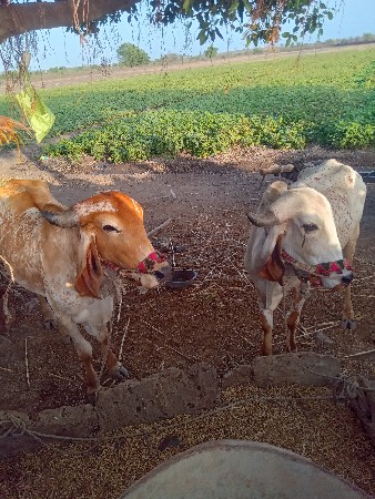 ઠાલા ફોરમ ફુલ હાકેલા સે