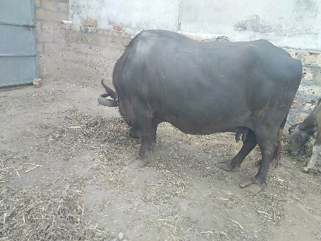 2 ભેંશ ને 1 ગાય વેચવાની છે