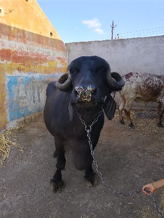 bhes vesvani se